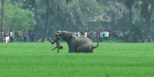 Di negara ini tiap hari manusia tewas diserang gajah atau harimau