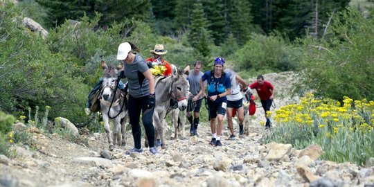 Unik dan beratnya balapan lari sambil membawa keledai di Colorado
