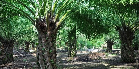 Bakrie Sumatera Plantation catatkan penjualan Rp 743 miliar
