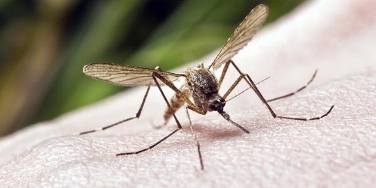 6 Hal yang bikin nyamuk doyan menggigiti kulitmu, apa saja?