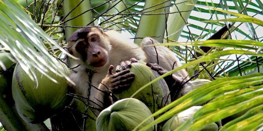 Usir kawanan kera, petani Boyolali minta bantuan warga Suku Dayak