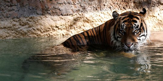 Menengok kehidupan harimau Sumatera di Los Angeles