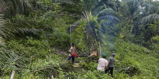 Warga tebang 400 hektare kebun kelapa sawit ilegal di Leuser