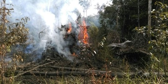 2 Pekan terbakar, 77,46 hektare area taman nasional di Kalbar hangus