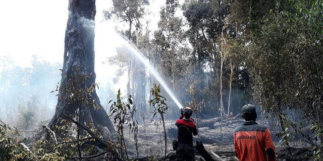 Foto 77 Hektare Hutan Di Taman Nasional Danau Sentarum Ludes