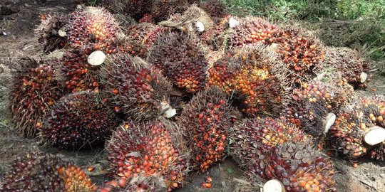 Laba bersih Lonsum meroket 308 persen jadi Rp 459,5 miliar