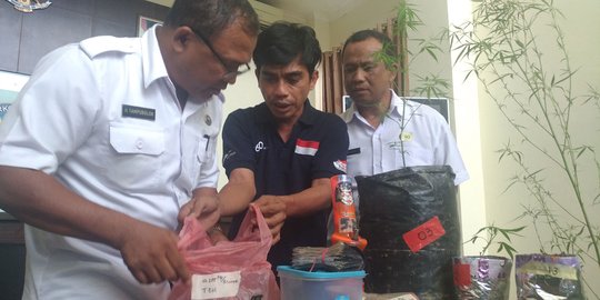 Tanam sendiri, Karyawan EO pasok ganja ke klub motor di Balikpapan