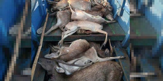Viral foto rusa mati, Taman Nasional Komodo bentuk tim investigasi