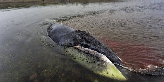 Terluka, paus kepala busur terjebak di muara sungai