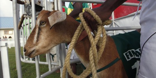 16 Kambing di Gunungkidul tewas diserang anjing liar