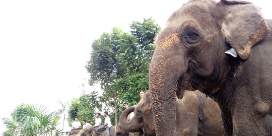Hari gajah sedunia, gajah Sumatera di Bali Zoo dapat makanan spesial
