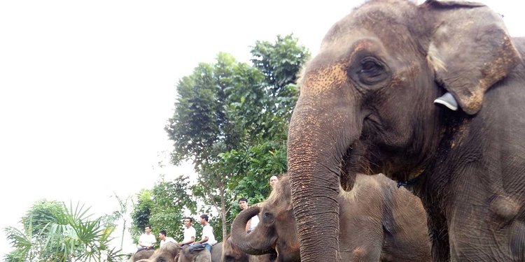 Unduh 660 Gambar Gajah Sumatera Dan Penjelasannya Paling Bagus Gratis