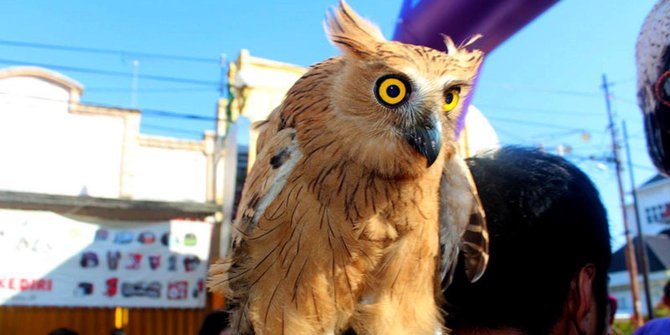 Riset : Burung hantu di Indonesia semakin rentan karena 