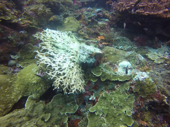 terumbu karang rusak di labuan bajo
