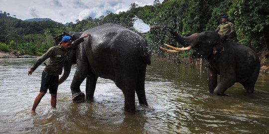 Aceh butuh hutan konservasi gajah