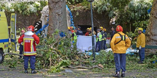 Pohon tua tumbang di perayaan ritual Katolik di Portugal, 12 tewas