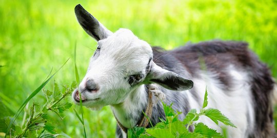 6 Alasan sehat untuk mulai melirik susu kambing