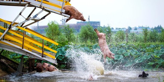 Cara sadis peternak China siksa babi demi dapatkan daging berkualitas