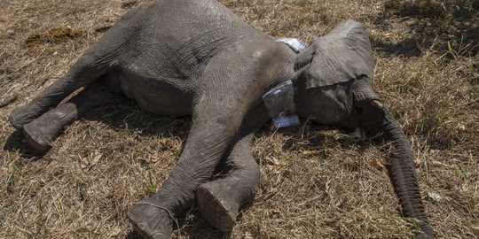 Gajah tewas di Aceh, ada luka di punggung, kaki & perut