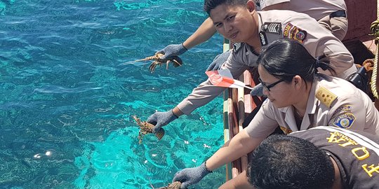 BKIPM Manado lepas 17 ekor lobster di Hari Kemerdekaan