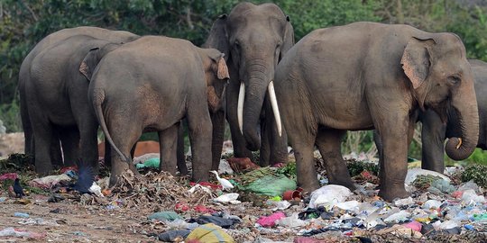 Potret miris gajah di Sri Lanka berhabitat di tempat pembuangan sampah