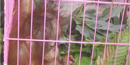 Warga Pontianak Barat sembunyikan 2 orang utan di garasi mobil