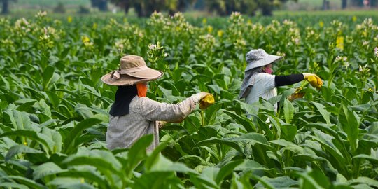 Impor tembakau akan dibatasi, pabrik rokok kecil terancam gulung tikar