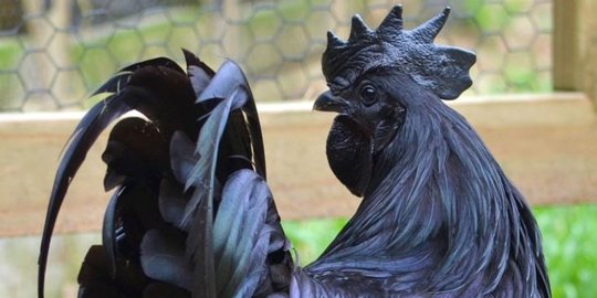 7 hewan unik ini miliki warna kulit dan rambut yang tak biasa