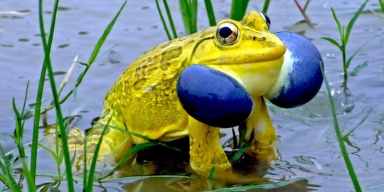 frog