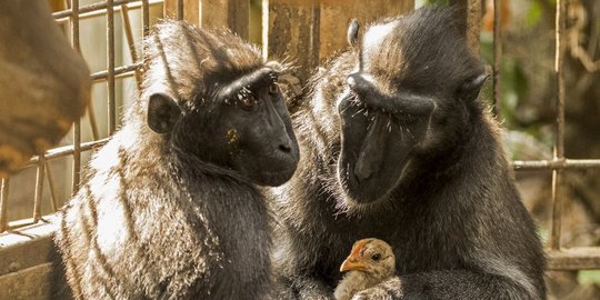Kisah kasih sayang kera hitam adopsi anak ayam di kebun binatang Israel