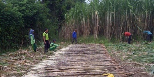 PPN 10 persen dicabut, petani tebu apresiasi Cak Imin