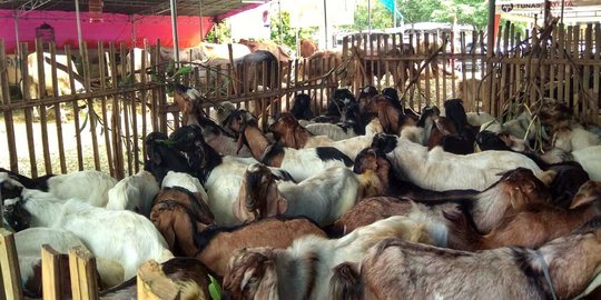 Menengok keramaian tempat penjualan hewan kurban di Bintaro