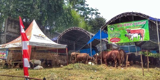 Pedagang rela begadang pantau puluhan hewan kurban