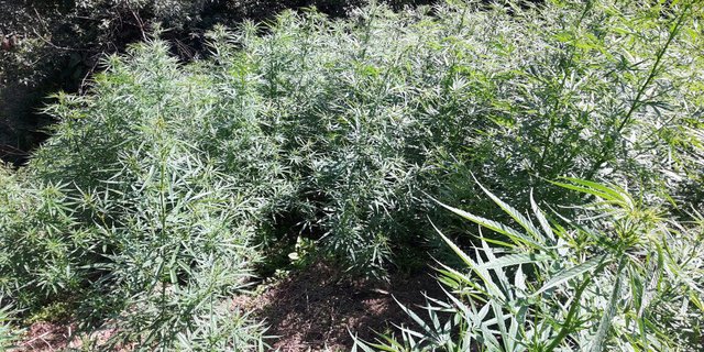 BNN temukan 4 hektare ladang ganja di hutan Mandailing Natal