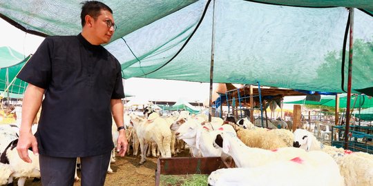Musim haji, harga kambing di Makkah capai SAR 500