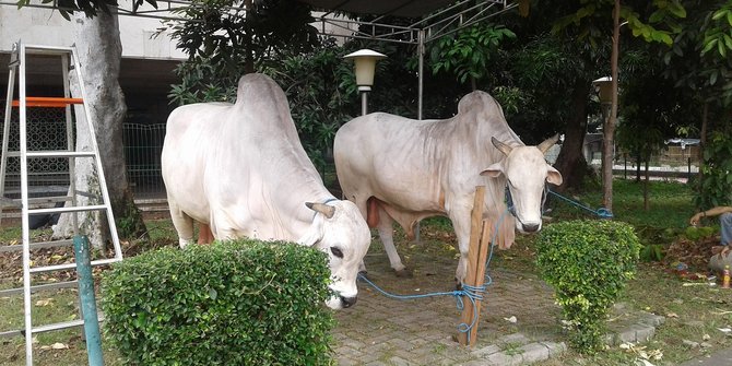 Jokowi kirim sapi kurban seberat 800 kg untuk umat Islam 