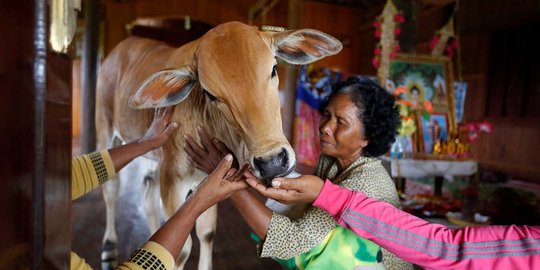 Aksi kekerasan gara-gara sapi, 2 remaja muslim India dibunuh
