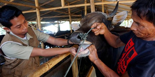 Pemprov Banten periksa kesehatan hewan kurban jelang Idul Adha