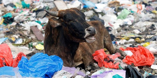 Peneliti UNS temukan timbal berbahaya pada daging sapi pemakan sampah