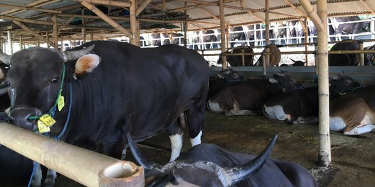 Kesehatan hewan kurban di Tangerang Selatan dicek 