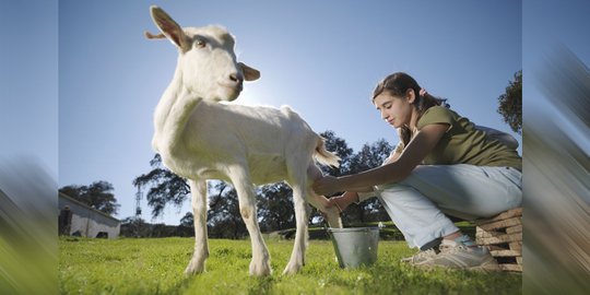 Benarkah susu kambing itu menyehatkan? Ini jawabannya