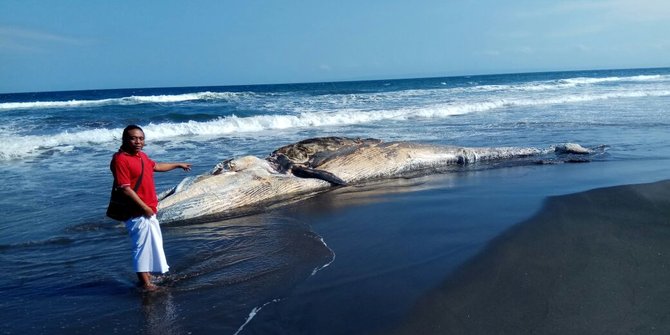 Paus terdampar di Pantai Jembrana bikin heboh warga