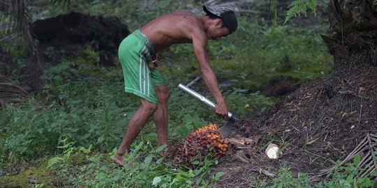 Nasib 951.000 buruh di Riau terancam aturan lahan gambut