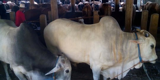Jokowi sumbang sapi seberat 1,1 ton di Banjarmasin
