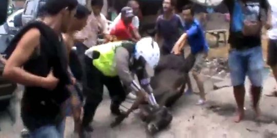 Kabur dan seruduk warga, sapi kurban menyerah saat ditodong pistol