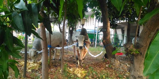 Jokowi dan JK sumbang sapi ke Masjid Istiqlal