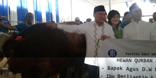 Gubernur BI kurban seekor sapi limosin dengan bobot 1 ton