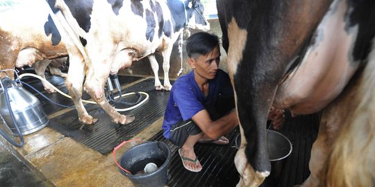 Konsumsi terus naik, industri pengolahan susu jadi peluang bagi peternak RI