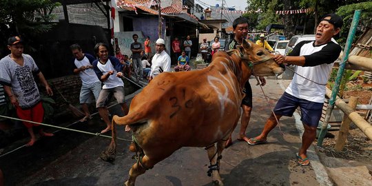 Mengamuk di Mapolres Kediri, sapi kurban dijinakkan polisi 