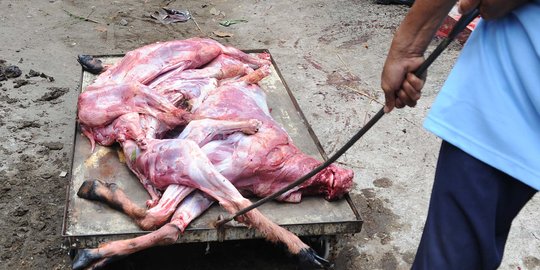 Di Kediri, petugas temukan cacing di hewan kurban